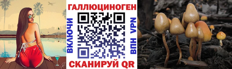 купить  сайты  kraken tor  Галлюциногенные грибы Magic Shrooms  Новозыбков 